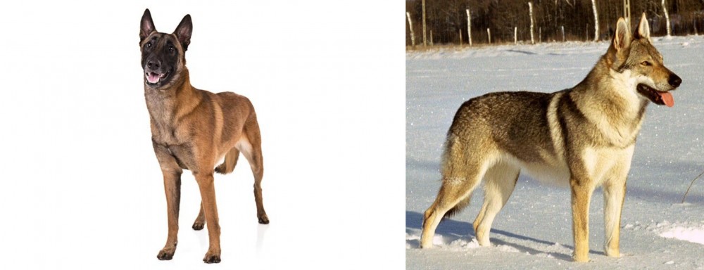 Czechoslovakian Wolfdog vs Belgian Shepherd Dog (Malinois) - Breed Comparison