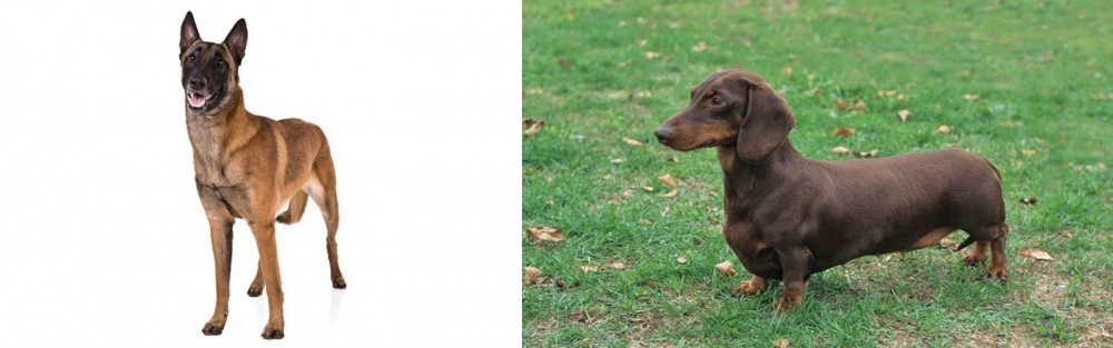 Dachshund vs Belgian Shepherd Dog (Malinois) - Breed Comparison