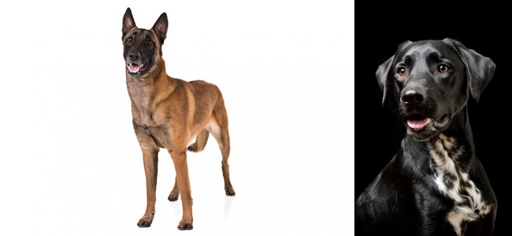 Dalmador vs Belgian Shepherd Dog (Malinois) - Breed Comparison