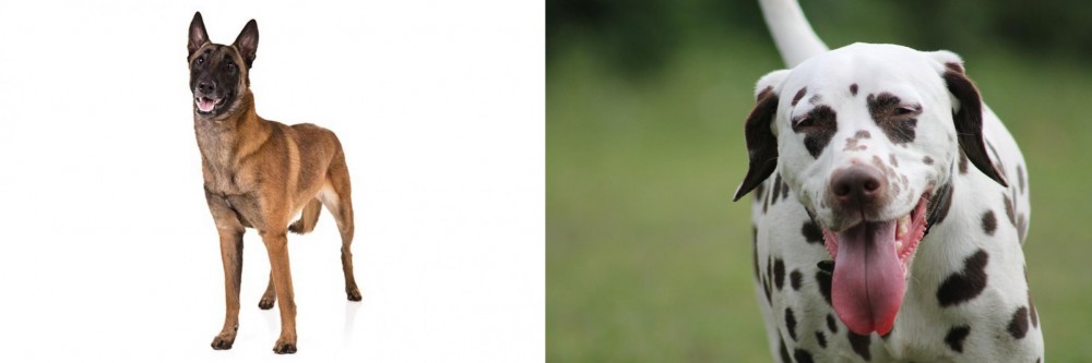 Dalmatian vs Belgian Shepherd Dog (Malinois) - Breed Comparison
