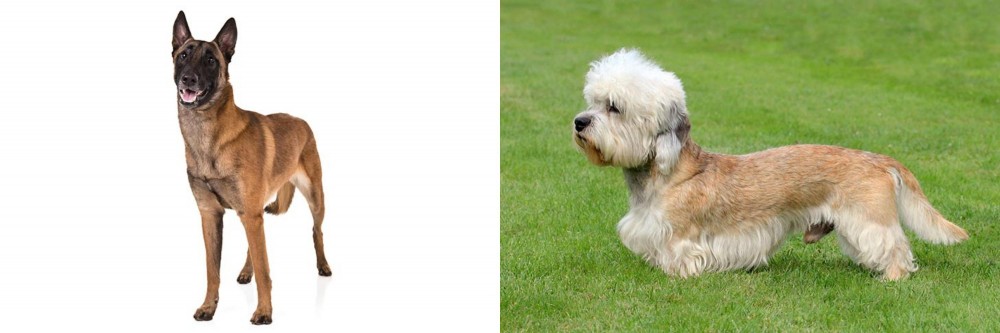 Dandie Dinmont Terrier vs Belgian Shepherd Dog (Malinois) - Breed Comparison
