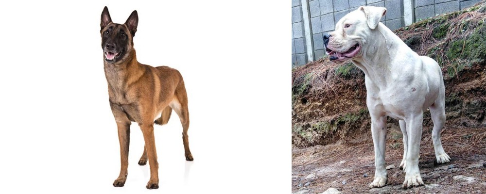 Dogo Guatemalteco vs Belgian Shepherd Dog (Malinois) - Breed Comparison