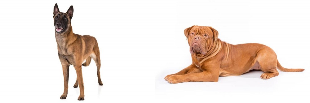 Dogue De Bordeaux vs Belgian Shepherd Dog (Malinois) - Breed Comparison