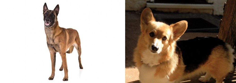 Dorgi vs Belgian Shepherd Dog (Malinois) - Breed Comparison