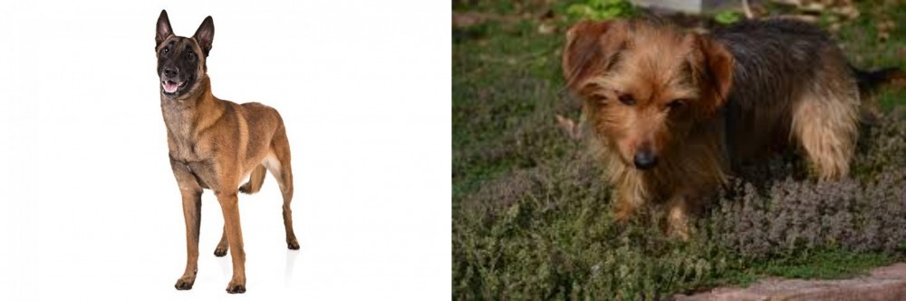 Dorkie vs Belgian Shepherd Dog (Malinois) - Breed Comparison