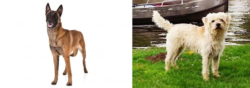 Dutch Smoushond vs Belgian Shepherd Dog (Malinois) - Breed Comparison
