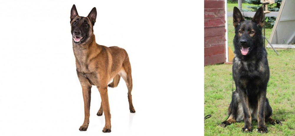 East German Shepherd vs Belgian Shepherd Dog (Malinois) - Breed Comparison