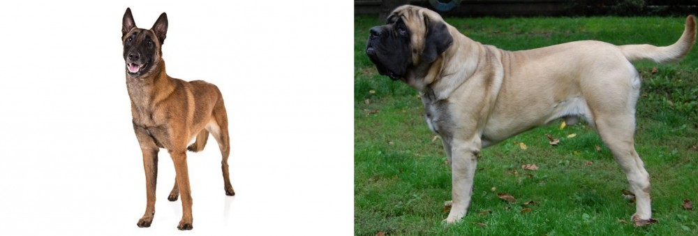 English Mastiff vs Belgian Shepherd Dog (Malinois) - Breed Comparison