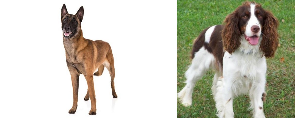 English Springer Spaniel vs Belgian Shepherd Dog (Malinois) - Breed Comparison