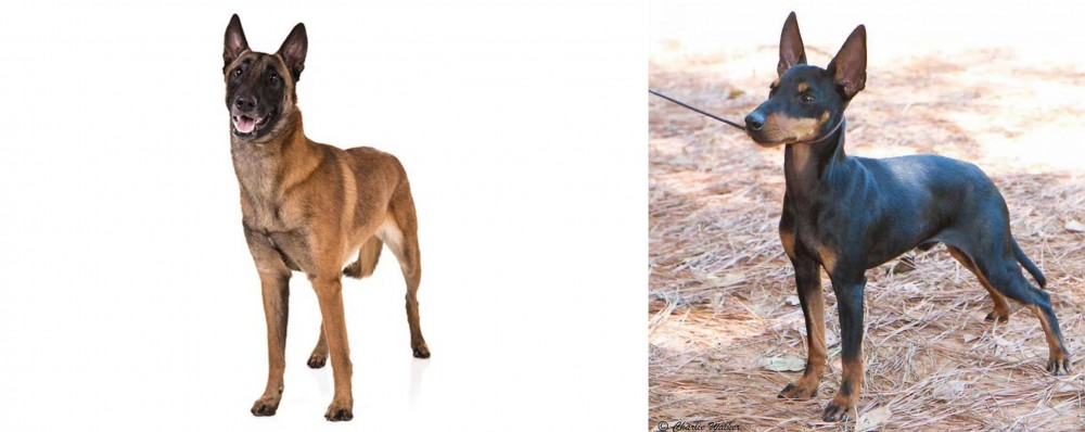 English Toy Terrier (Black & Tan) vs Belgian Shepherd Dog (Malinois) - Breed Comparison
