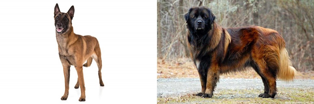 Estrela Mountain Dog vs Belgian Shepherd Dog (Malinois) - Breed Comparison