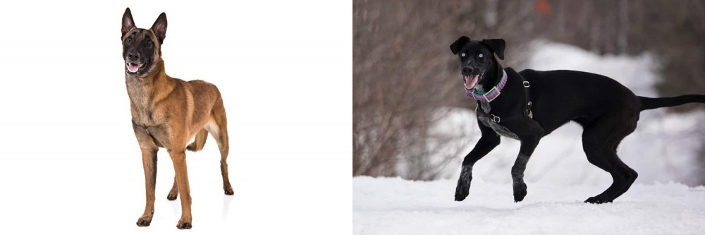 Eurohound vs Belgian Shepherd Dog (Malinois) - Breed Comparison