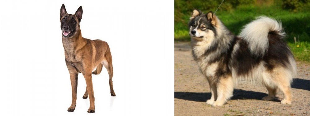 Finnish Lapphund vs Belgian Shepherd Dog (Malinois) - Breed Comparison