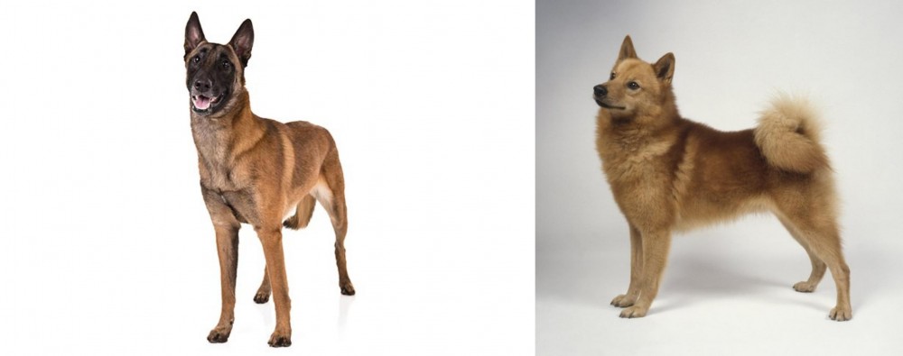 Finnish Spitz vs Belgian Shepherd Dog (Malinois) - Breed Comparison