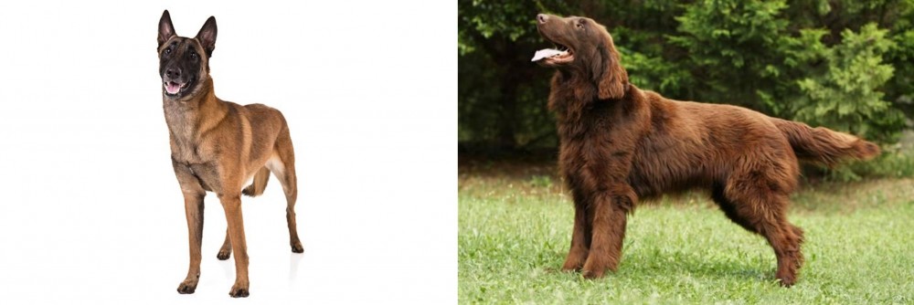 Flat-Coated Retriever vs Belgian Shepherd Dog (Malinois) - Breed Comparison