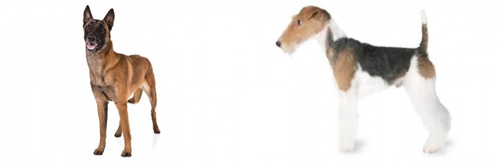 Fox Terrier vs Belgian Shepherd Dog (Malinois) - Breed Comparison