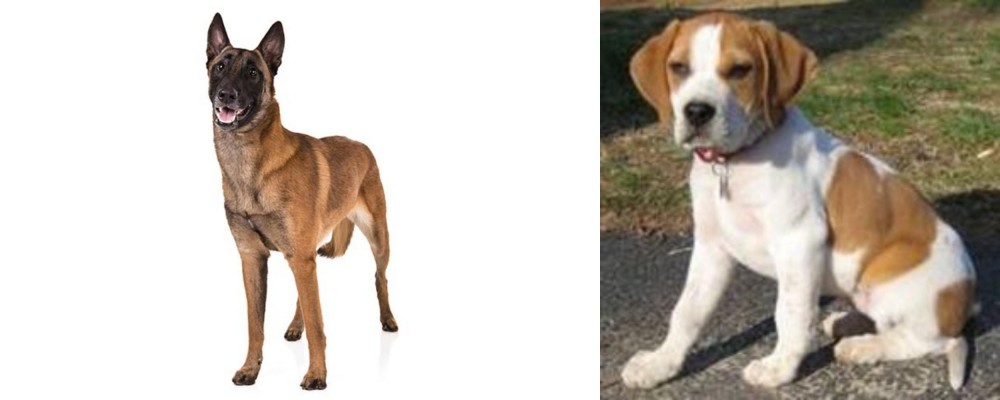 Francais Blanc et Orange vs Belgian Shepherd Dog (Malinois) - Breed Comparison