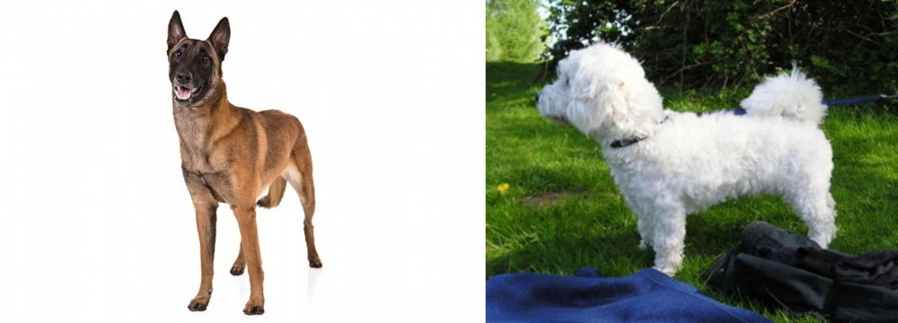 Franzuskaya Bolonka vs Belgian Shepherd Dog (Malinois) - Breed Comparison