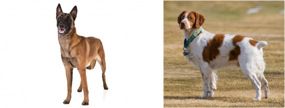 French Brittany vs Belgian Shepherd Dog (Malinois) - Breed Comparison