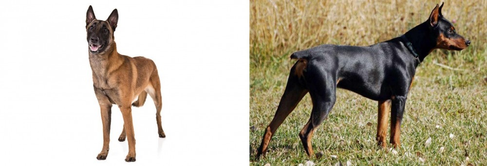 German Pinscher vs Belgian Shepherd Dog (Malinois) - Breed Comparison
