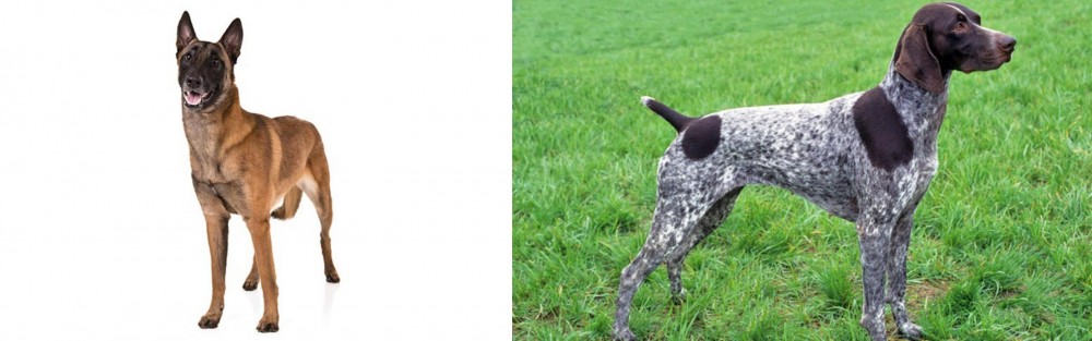 German Shorthaired Pointer vs Belgian Shepherd Dog (Malinois) - Breed Comparison