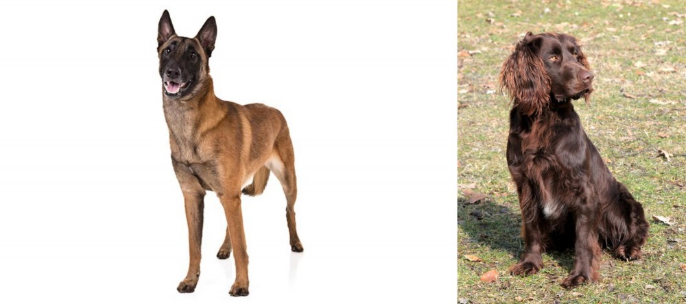 German Spaniel vs Belgian Shepherd Dog (Malinois) - Breed Comparison