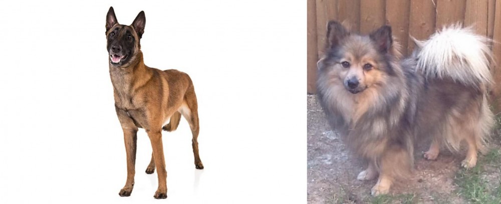German Spitz (Mittel) vs Belgian Shepherd Dog (Malinois) - Breed Comparison