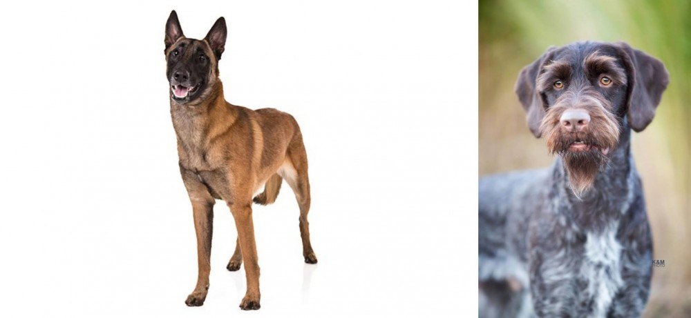 German Wirehaired Pointer vs Belgian Shepherd Dog (Malinois) - Breed Comparison