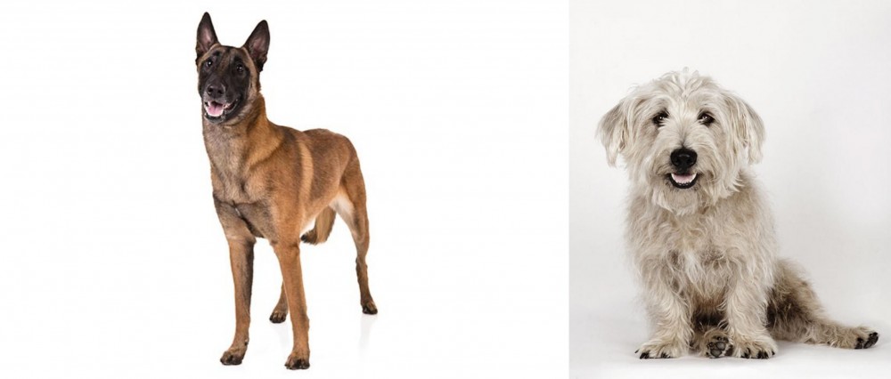 Glen of Imaal Terrier vs Belgian Shepherd Dog (Malinois) - Breed Comparison