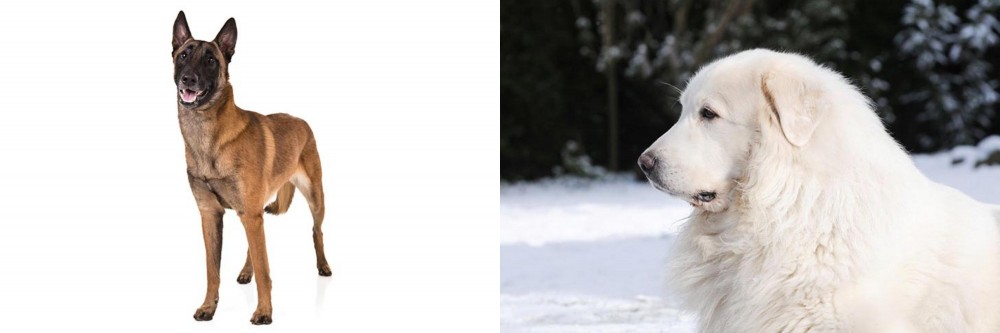 Great Pyrenees vs Belgian Shepherd Dog (Malinois) - Breed Comparison