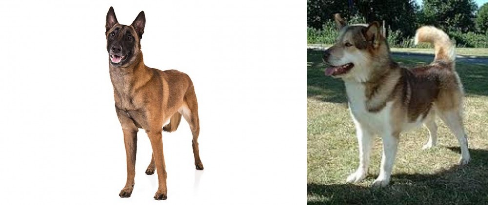 Greenland Dog vs Belgian Shepherd Dog (Malinois) - Breed Comparison