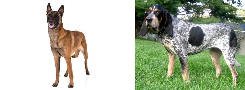 Griffon Bleu de Gascogne vs Belgian Shepherd Dog (Malinois) - Breed Comparison