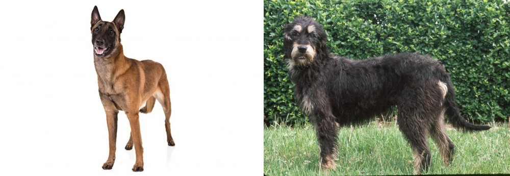 Griffon Nivernais vs Belgian Shepherd Dog (Malinois) - Breed Comparison
