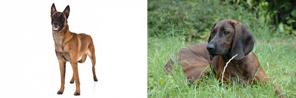 Hanover Hound vs Belgian Shepherd Dog (Malinois) - Breed Comparison