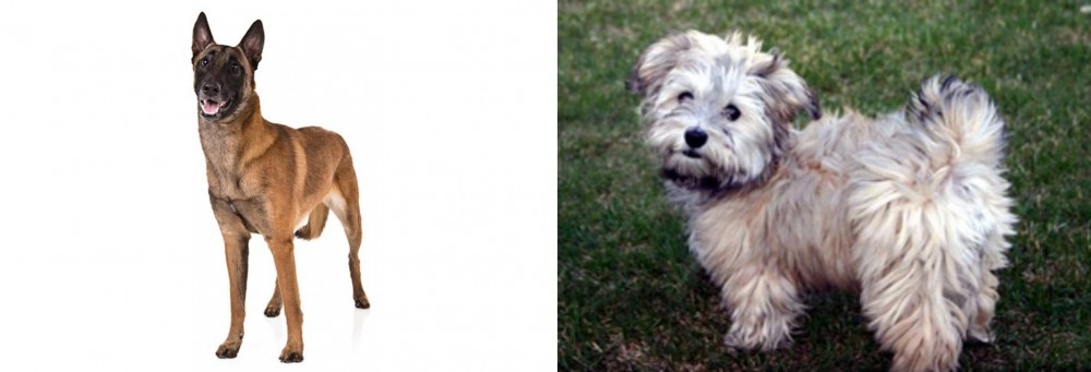 Havapoo vs Belgian Shepherd Dog (Malinois) - Breed Comparison