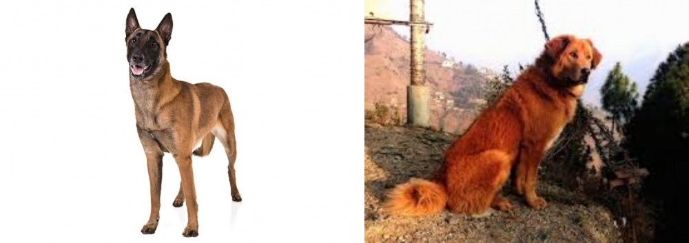 Himalayan Sheepdog vs Belgian Shepherd Dog (Malinois) - Breed Comparison