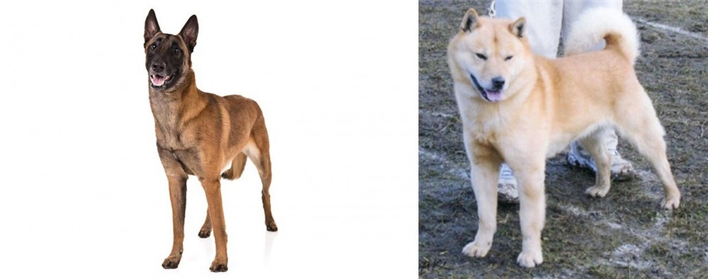 Hokkaido vs Belgian Shepherd Dog (Malinois) - Breed Comparison
