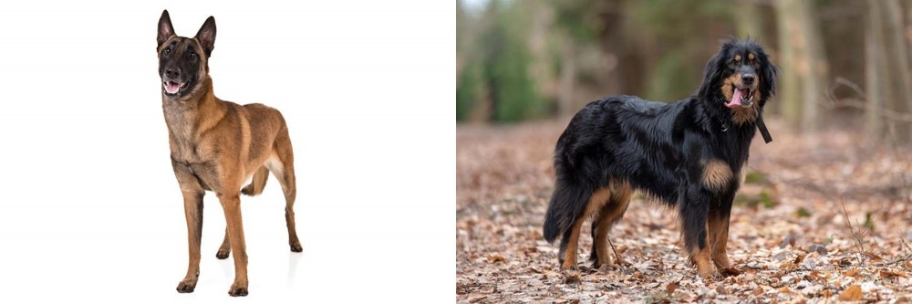 Hovawart vs Belgian Shepherd Dog (Malinois) - Breed Comparison