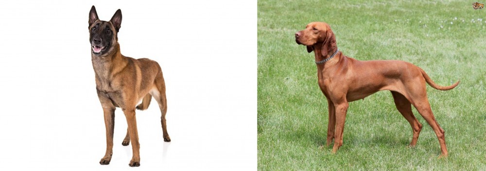 Hungarian Vizsla vs Belgian Shepherd Dog (Malinois) - Breed Comparison