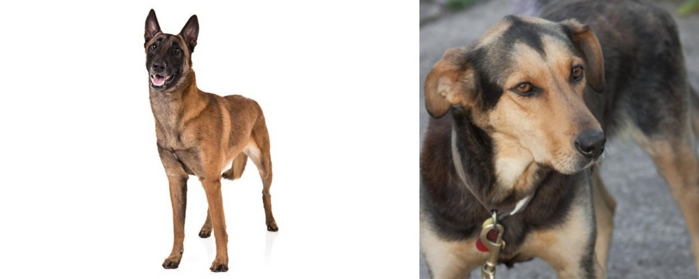 Huntaway vs Belgian Shepherd Dog (Malinois) - Breed Comparison