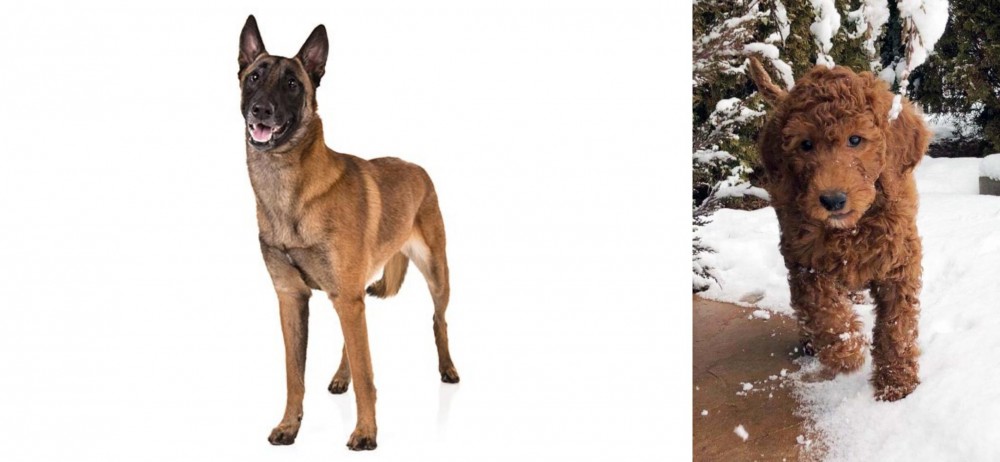 Irish Doodles vs Belgian Shepherd Dog (Malinois) - Breed Comparison