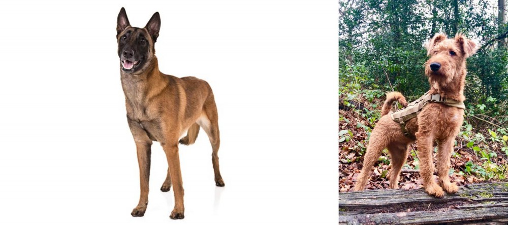 Irish Terrier vs Belgian Shepherd Dog (Malinois) - Breed Comparison