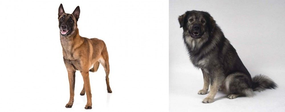 Istrian Sheepdog vs Belgian Shepherd Dog (Malinois) - Breed Comparison