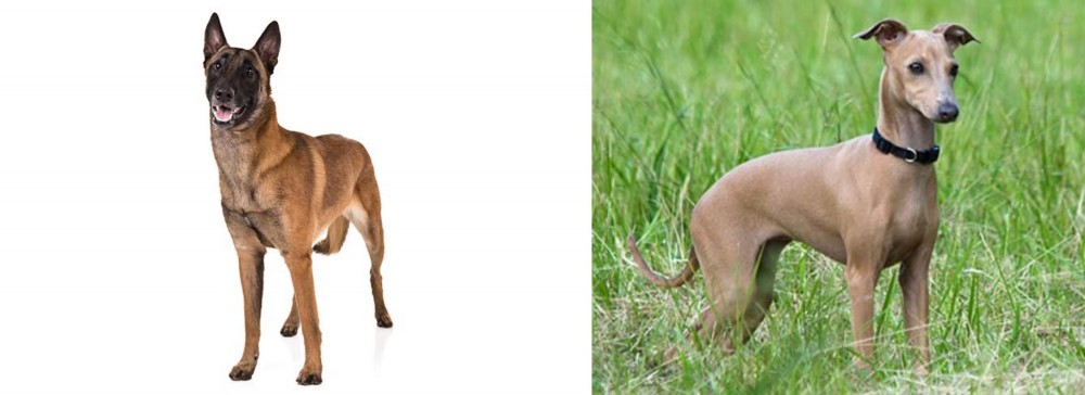 Italian Greyhound vs Belgian Shepherd Dog (Malinois) - Breed Comparison