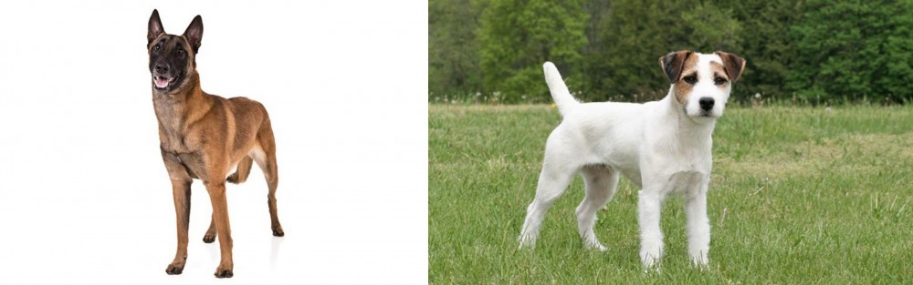 Jack Russell Terrier vs Belgian Shepherd Dog (Malinois) - Breed Comparison