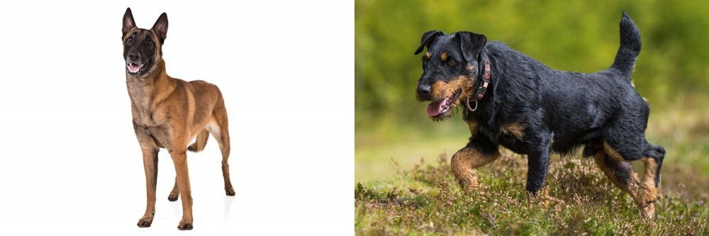 Jagdterrier vs Belgian Shepherd Dog (Malinois) - Breed Comparison