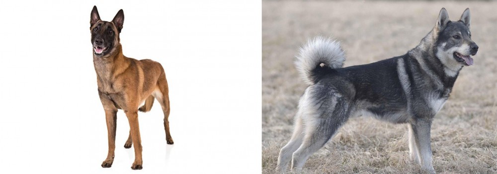 Jamthund vs Belgian Shepherd Dog (Malinois) - Breed Comparison