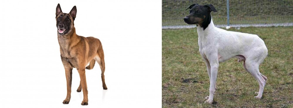 Japanese Terrier vs Belgian Shepherd Dog (Malinois) - Breed Comparison