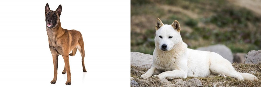 Jindo vs Belgian Shepherd Dog (Malinois) - Breed Comparison