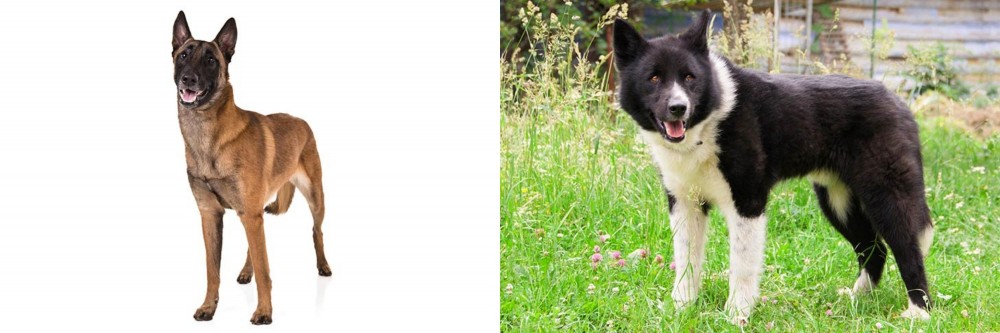 Karelian Bear Dog vs Belgian Shepherd Dog (Malinois) - Breed Comparison